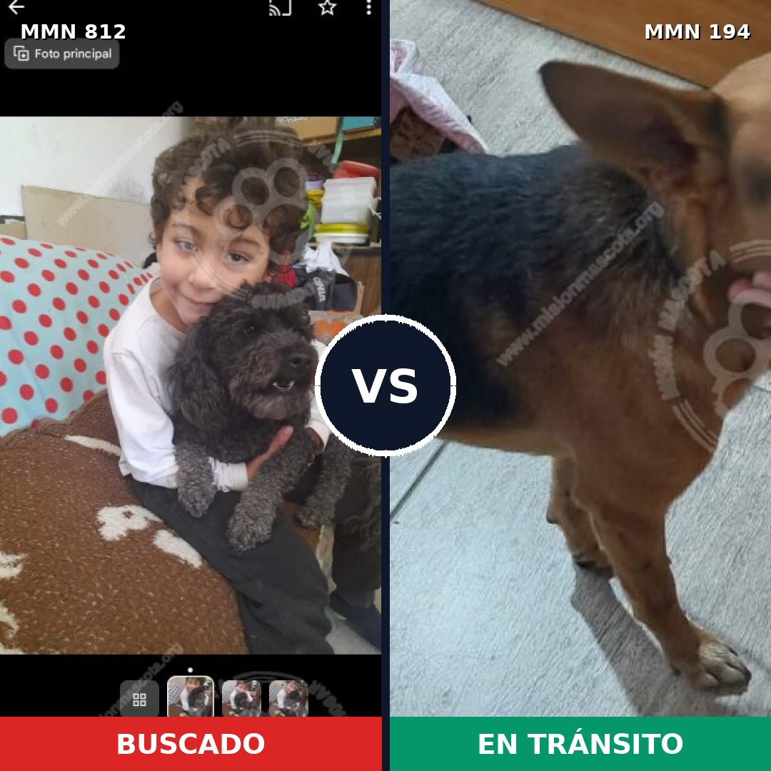 Comparativa MMS 13985: mascota perdida y mascota encontrada, 24% de similitud