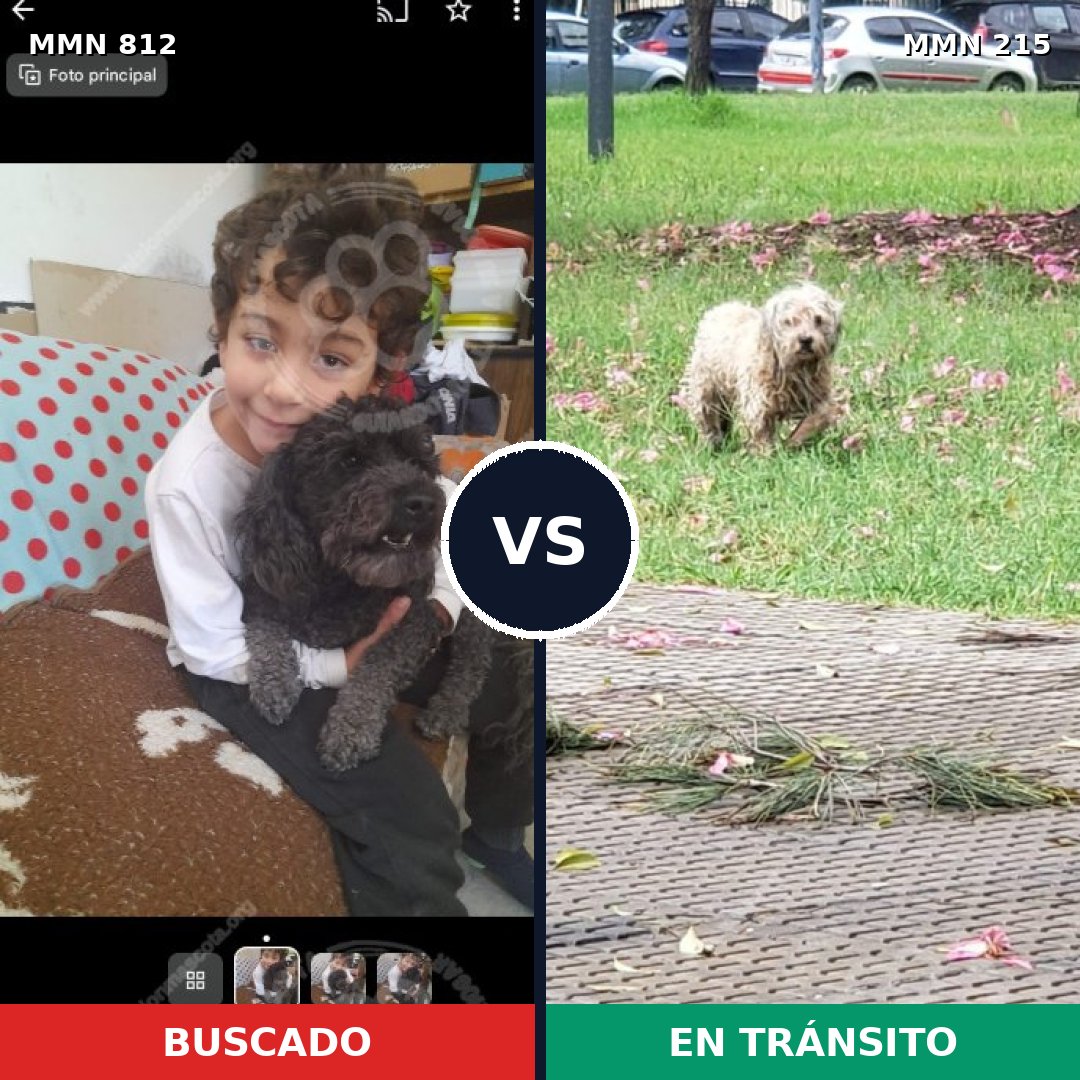 Comparativa MMS 13987: mascota perdida y mascota encontrada, 32% de similitud