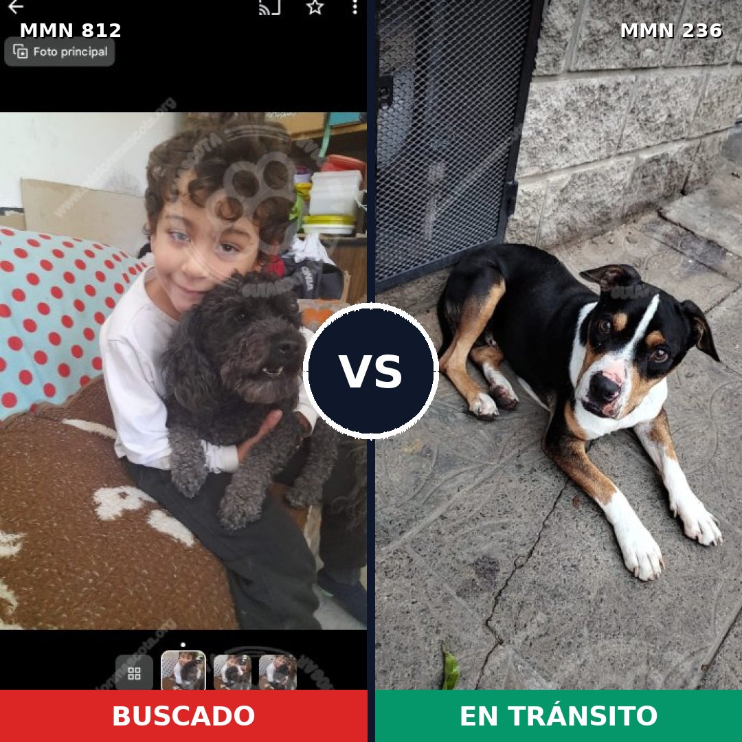 Comparativa MMS 13988: mascota perdida y mascota encontrada, 38% de similitud