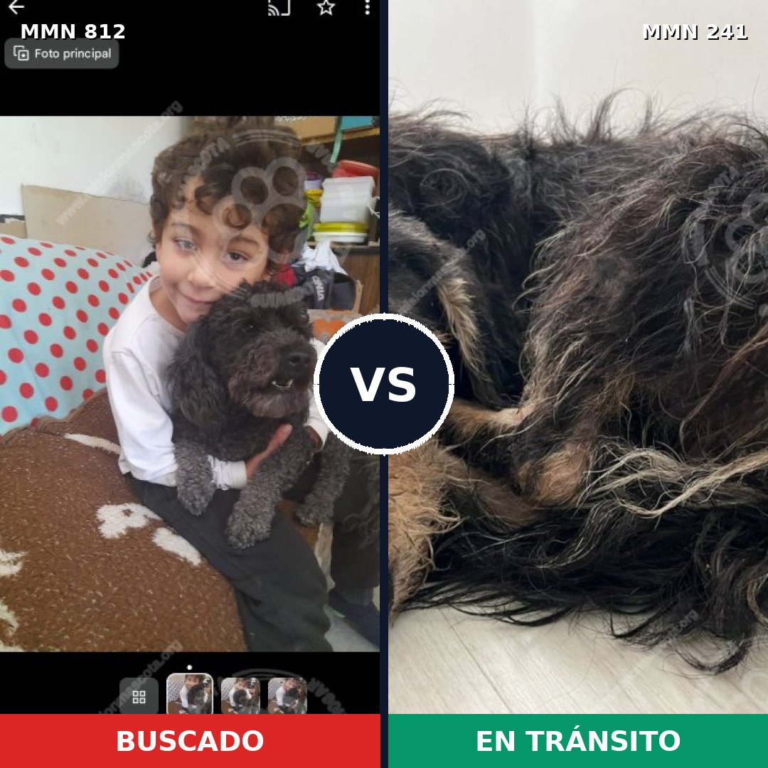 Comparativa MMS 13989: mascota perdida y mascota encontrada, 40% de similitud