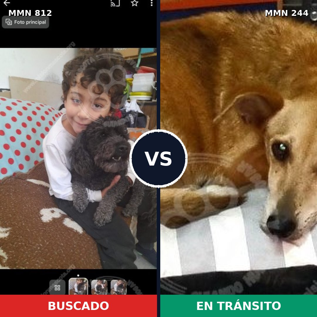 Comparativa MMS 13990: mascota perdida y mascota encontrada, 21% de similitud