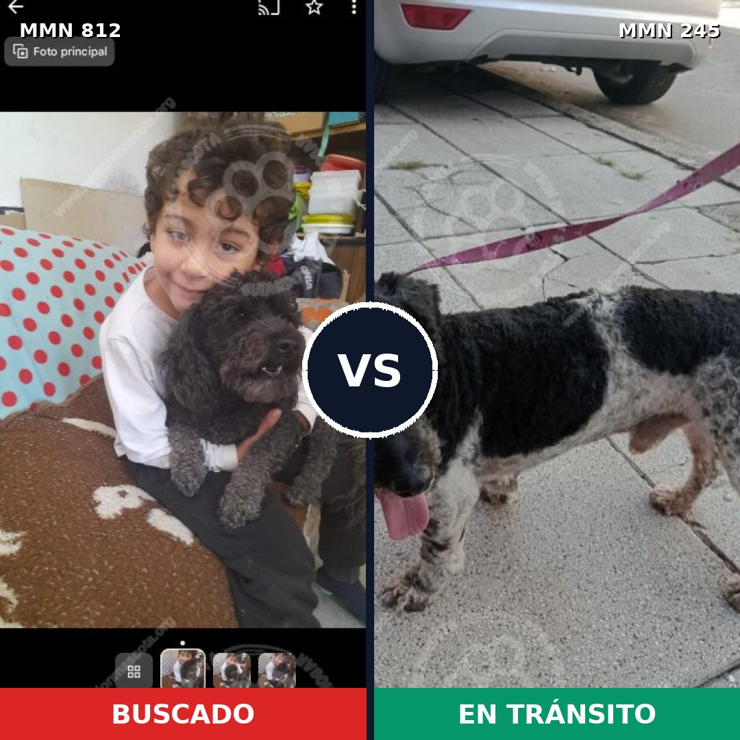 Comparativa MMS 13991: mascota perdida y mascota encontrada, 29% de similitud