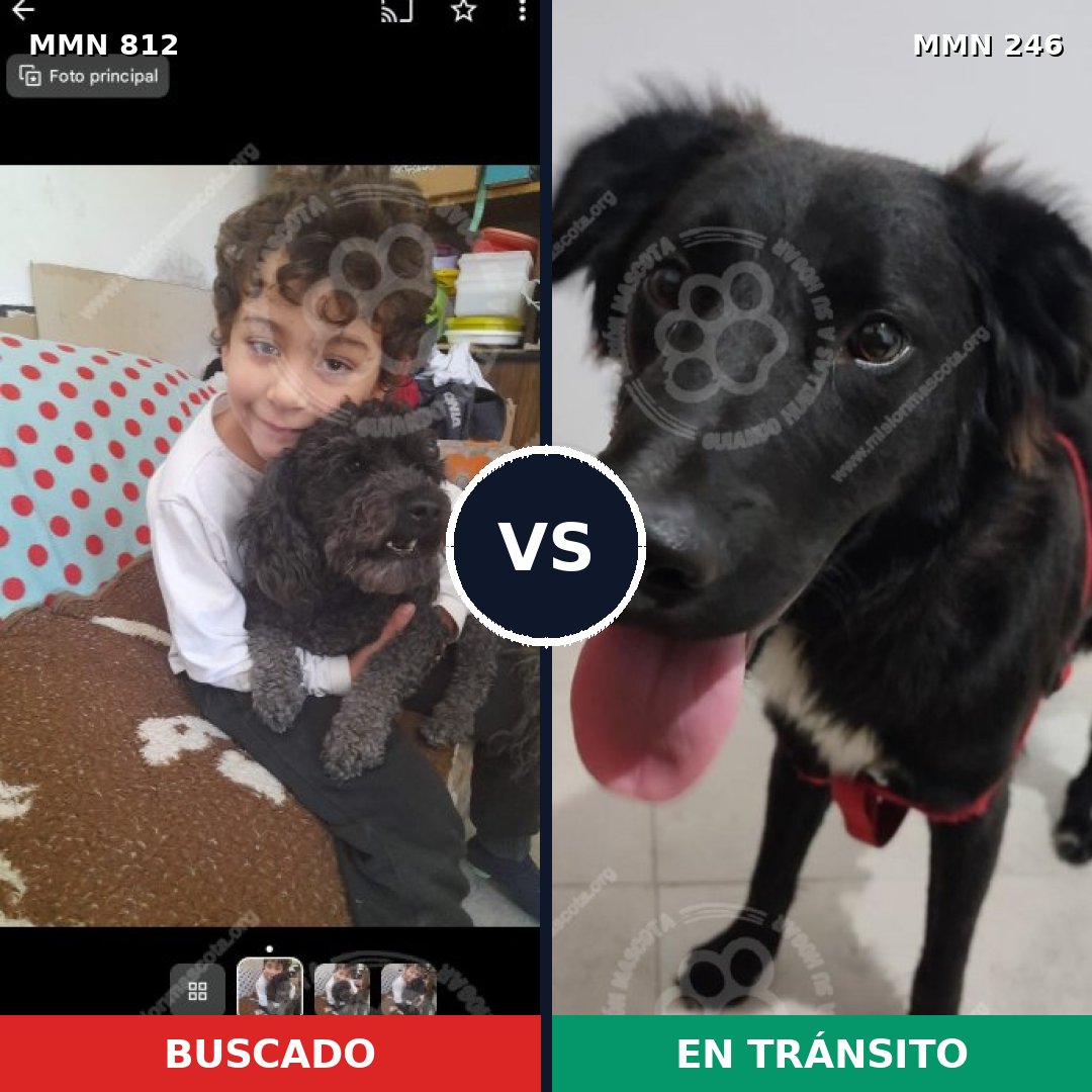 Comparativa MMS 13992: mascota perdida y mascota encontrada, 28% de similitud