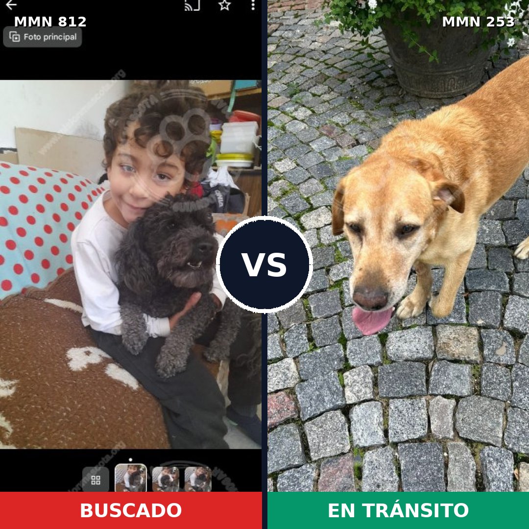 Comparativa MMS 13993: mascota perdida y mascota encontrada, 10% de similitud