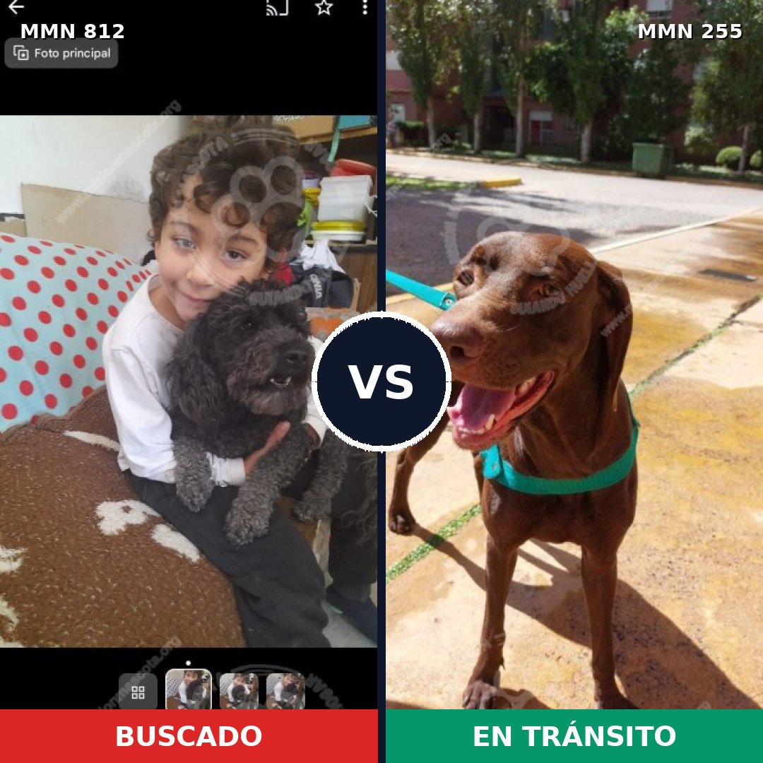 Comparativa MMS 13995: mascota perdida y mascota encontrada, 8% de similitud