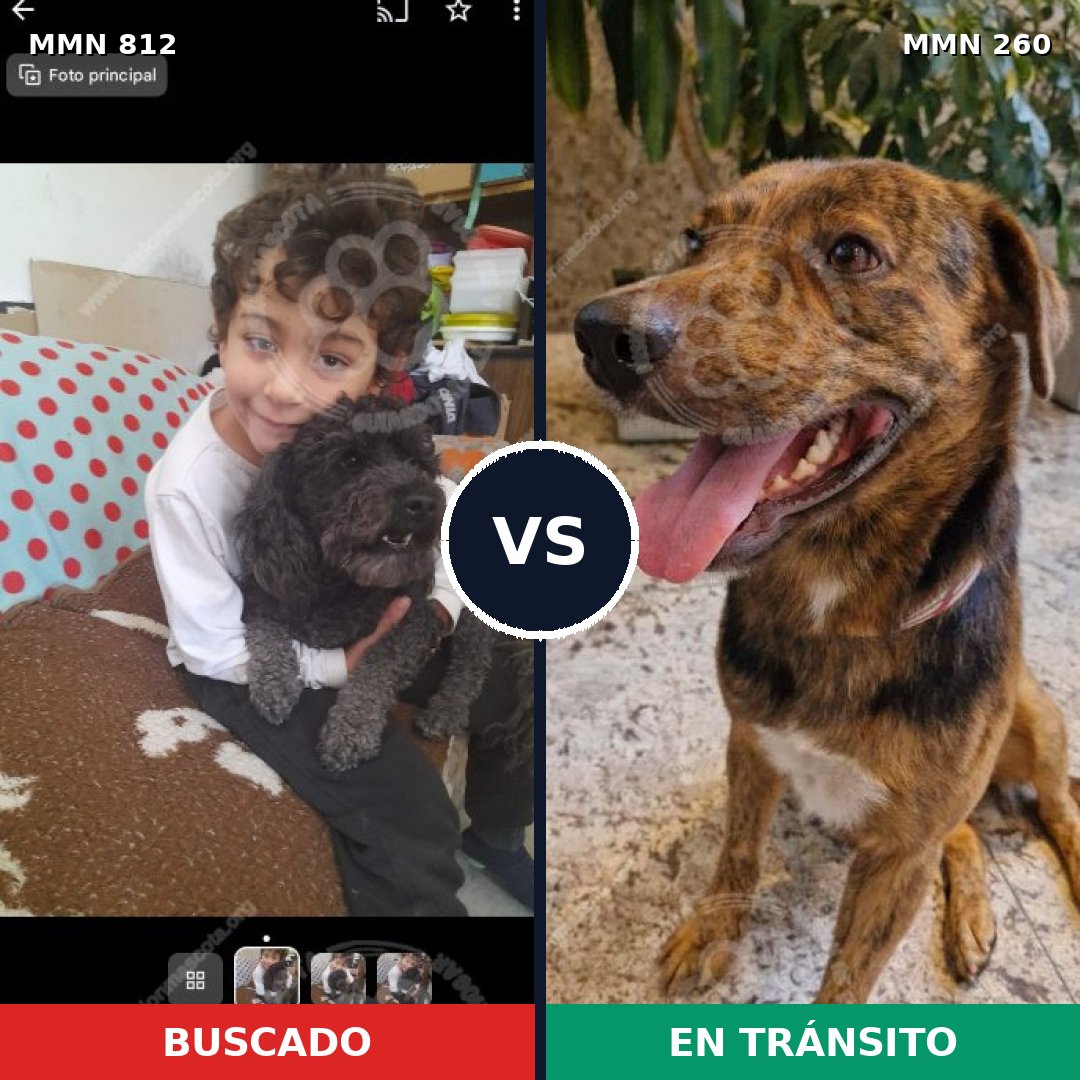 Comparativa MMS 13996: mascota perdida y mascota encontrada, 15% de similitud
