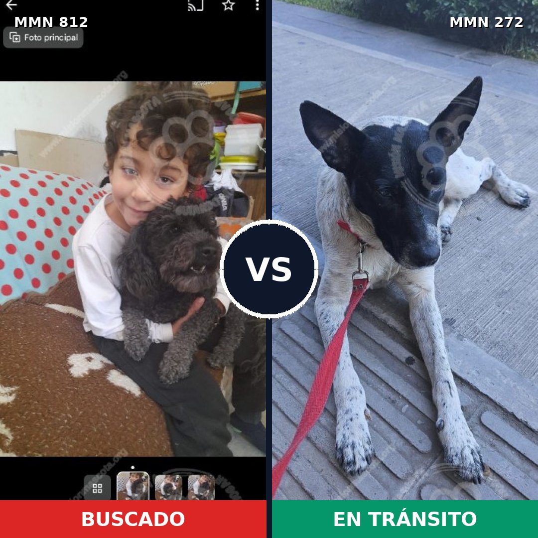 Comparativa MMS 13997: mascota perdida y mascota encontrada, 14% de similitud
