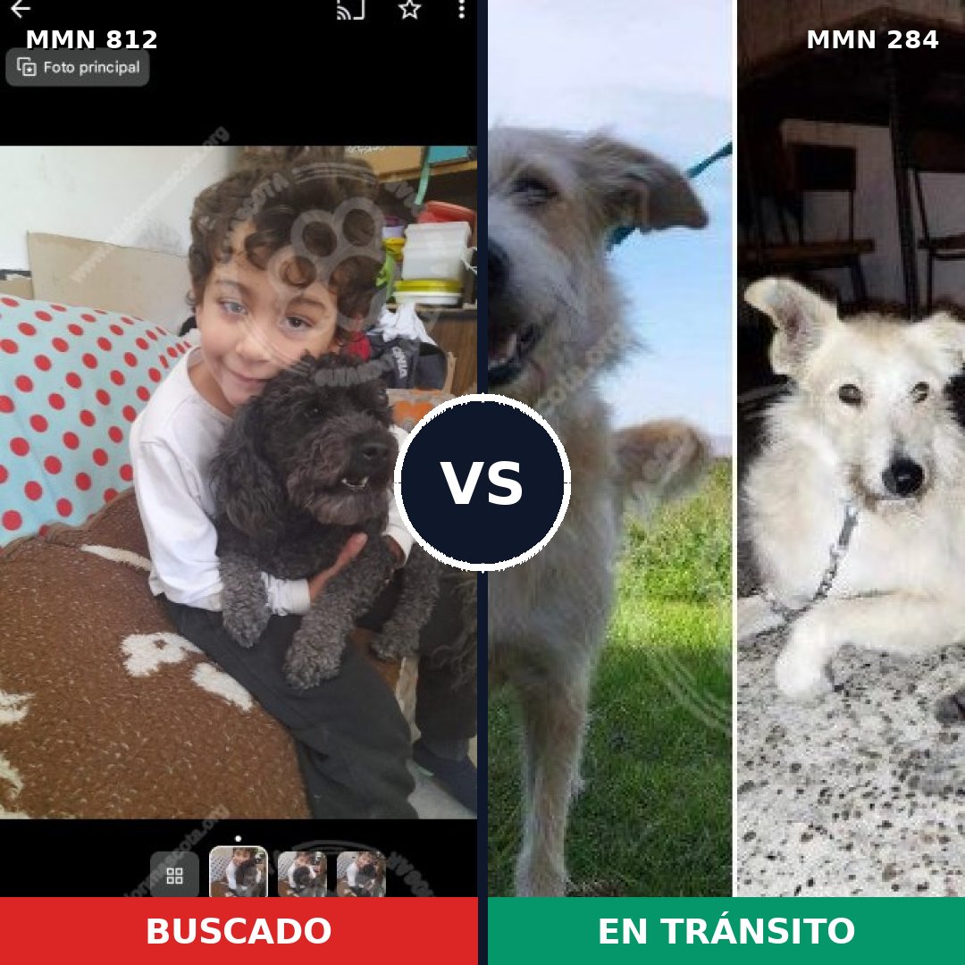 Comparativa MMS 13999: mascota perdida y mascota encontrada, 26% de similitud