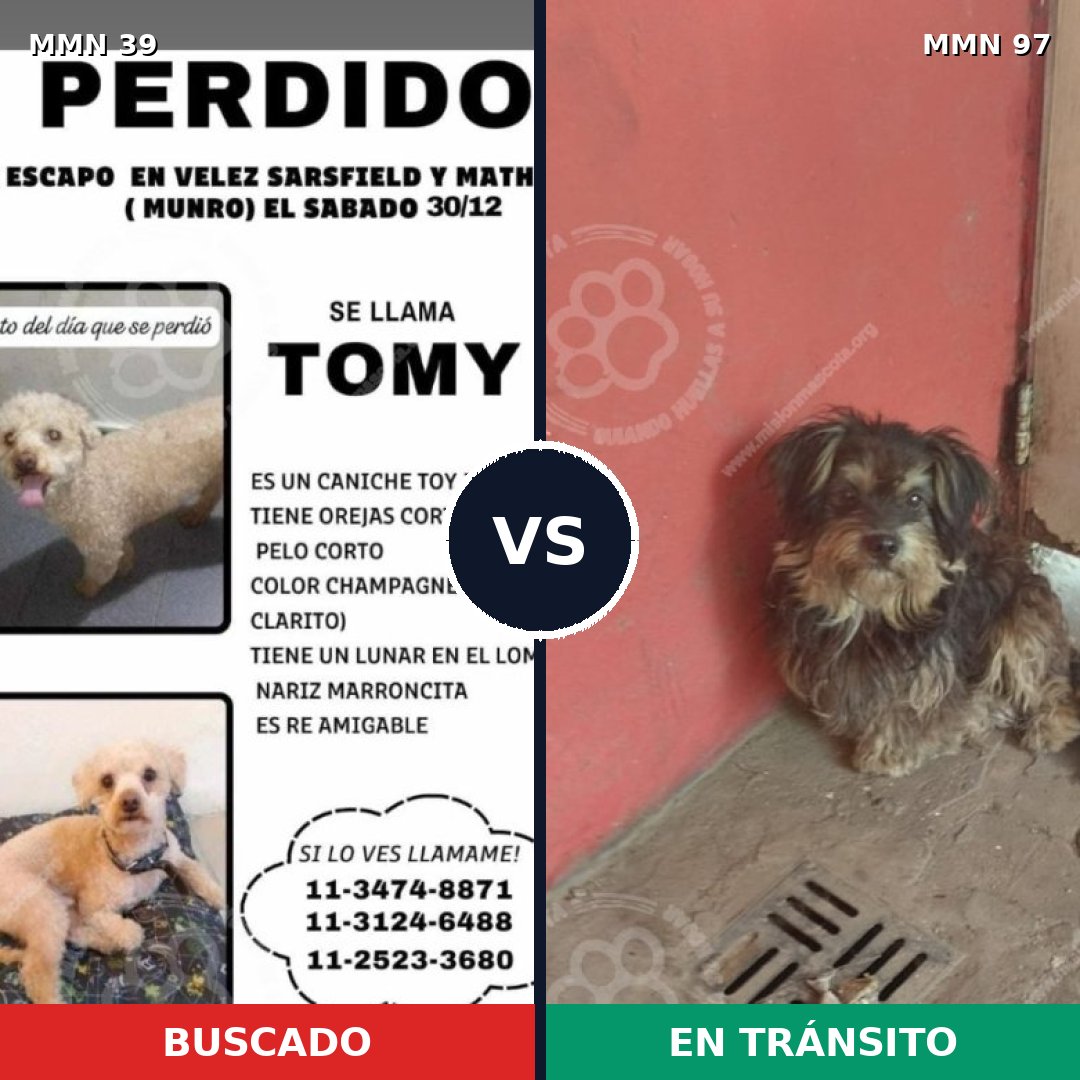 Comparativa MMS 14: mascota perdida y mascota encontrada, 27% de similitud