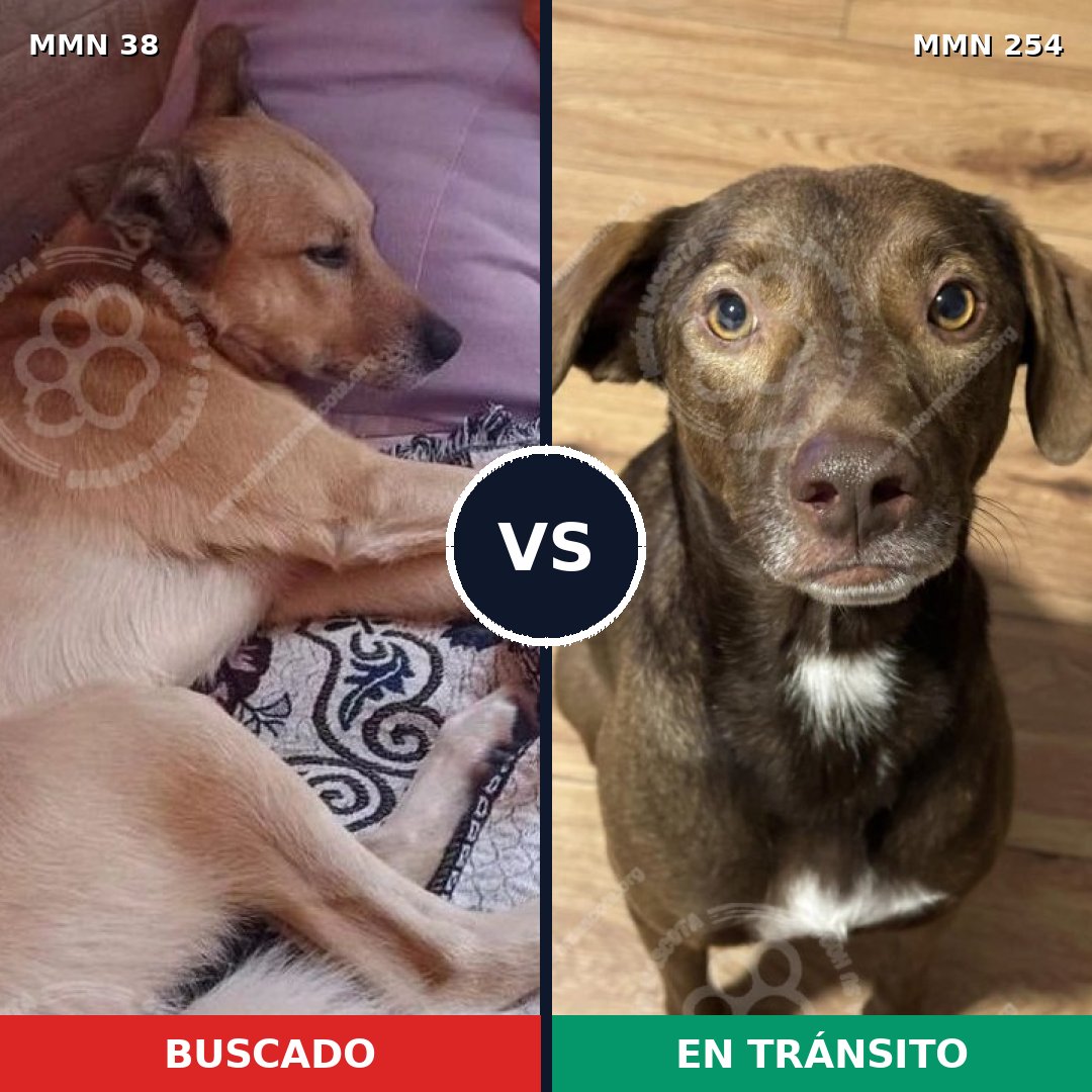 Comparativa MMS 140: mascota perdida y mascota encontrada, 67% de similitud