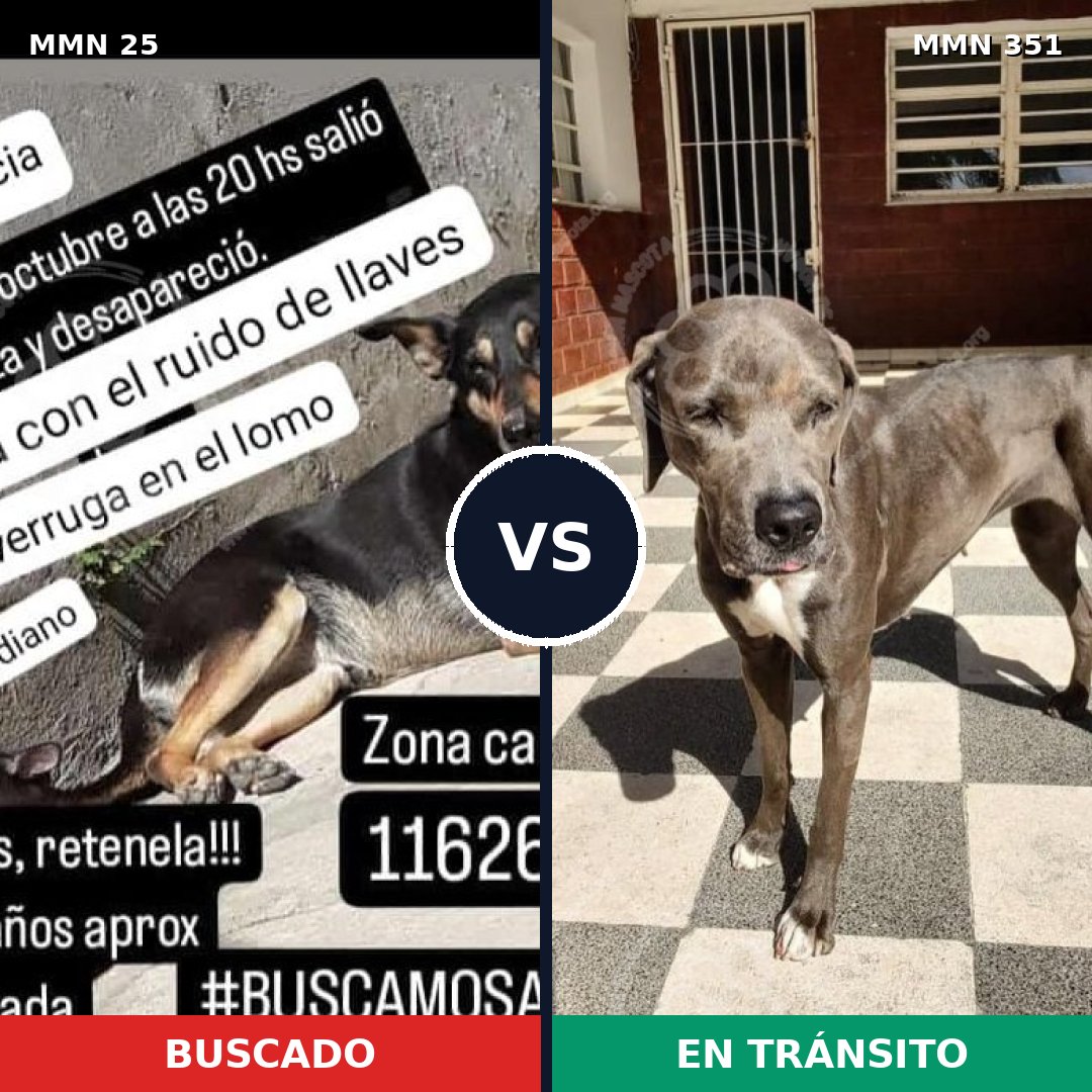 Comparativa MMS 1400: mascota perdida y mascota encontrada, 56% de similitud