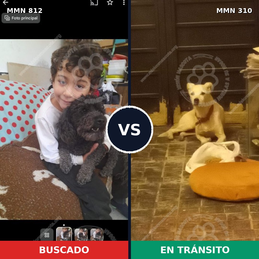 Comparativa MMS 14001: mascota perdida y mascota encontrada, 25% de similitud