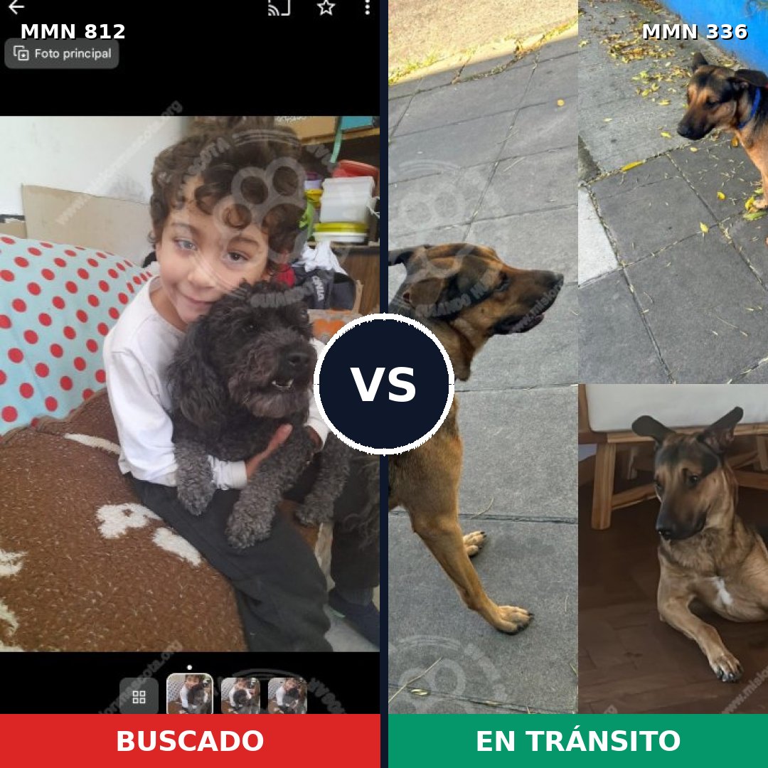 Comparativa MMS 14003: mascota perdida y mascota encontrada, 33% de similitud
