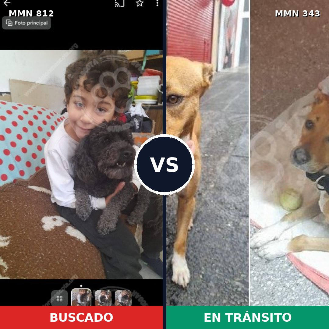 Comparativa MMS 14004: mascota perdida y mascota encontrada, 25% de similitud