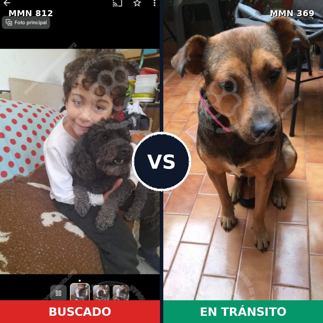 Comparativa MMS 14005: mascota perdida y mascota encontrada, 32% de similitud