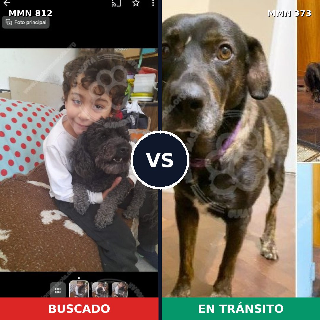 Comparativa MMS 14006: mascota perdida y mascota encontrada, 23% de similitud
