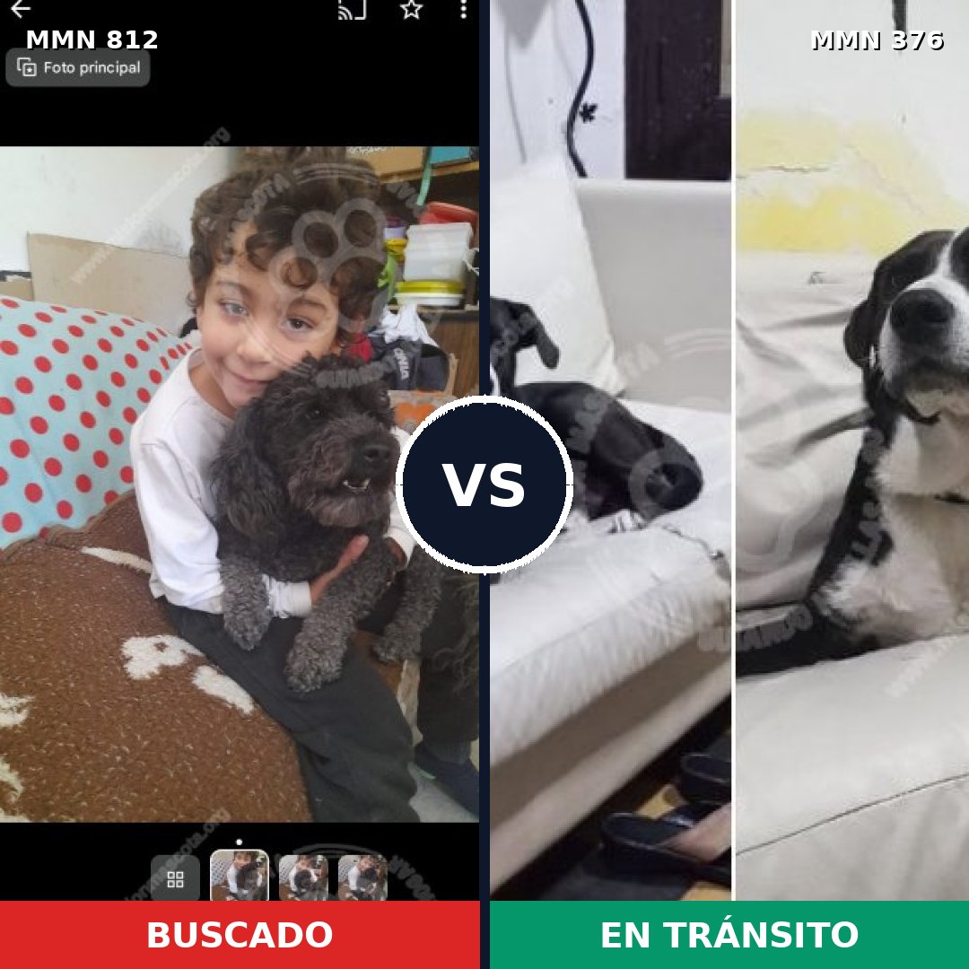 Comparativa MMS 14007: mascota perdida y mascota encontrada, 34% de similitud