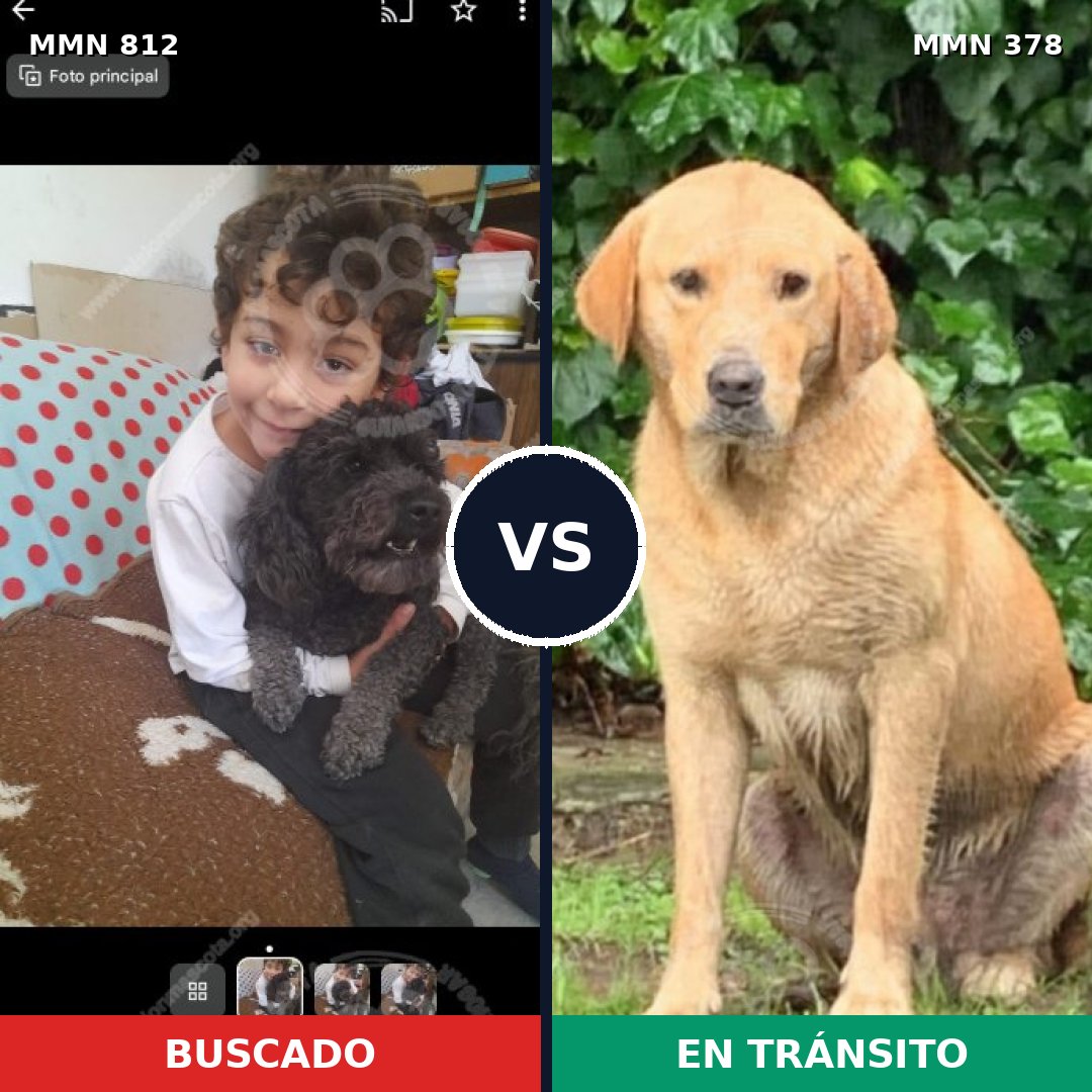 Comparativa MMS 14008: mascota perdida y mascota encontrada, 16% de similitud