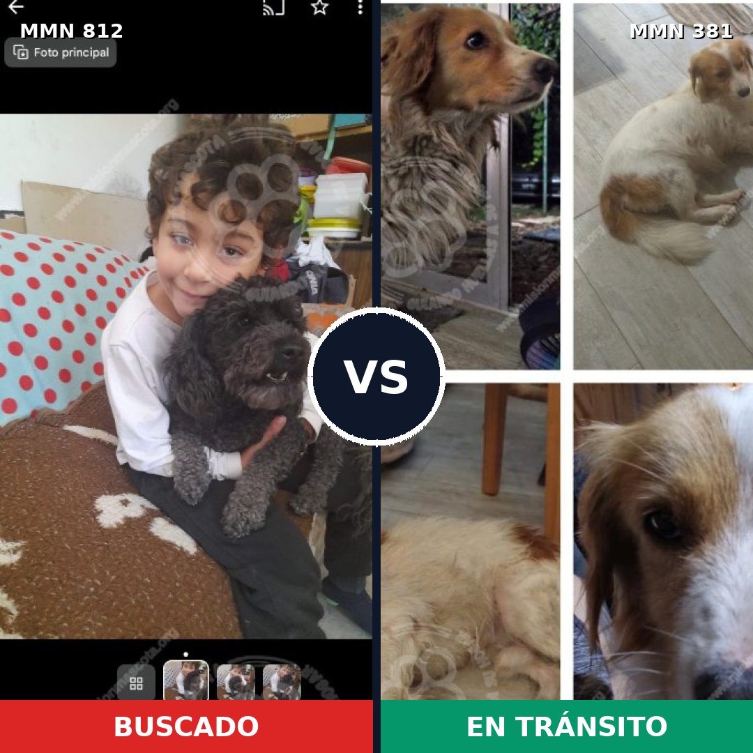 Comparativa MMS 14009: mascota perdida y mascota encontrada, 26% de similitud