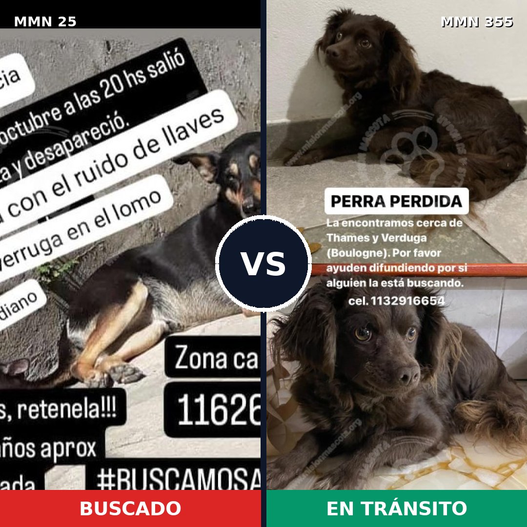 Comparativa MMS 1401: mascota perdida y mascota encontrada, 67% de similitud