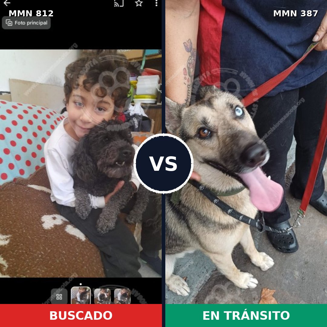 Comparativa MMS 14010: mascota perdida y mascota encontrada, 27% de similitud