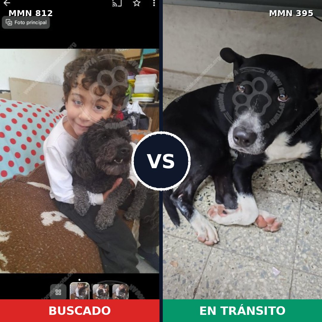 Comparativa MMS 14011: mascota perdida y mascota encontrada, 33% de similitud
