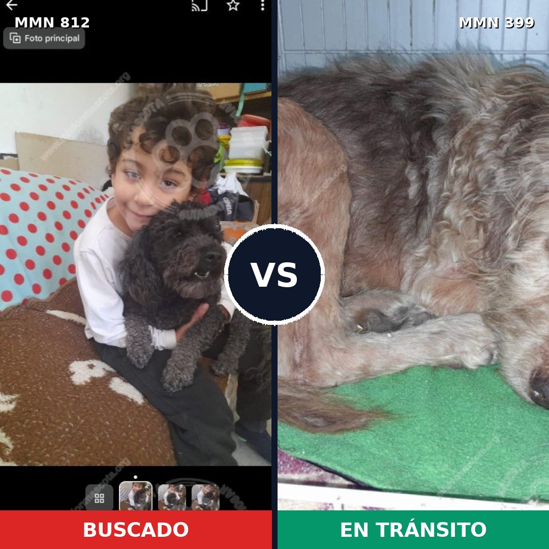 Comparativa MMS 14012: mascota perdida y mascota encontrada, 30% de similitud