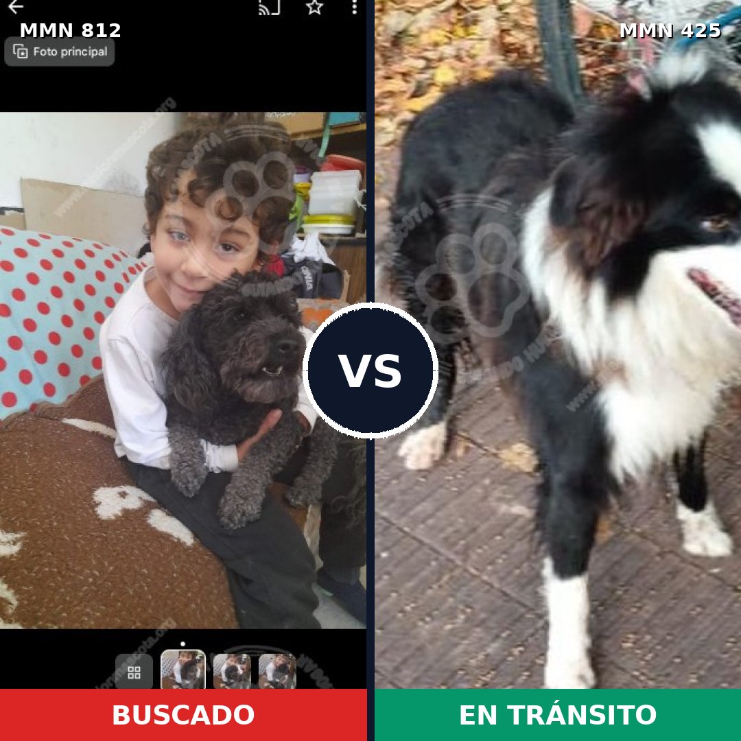Comparativa MMS 14015: mascota perdida y mascota encontrada, 21% de similitud