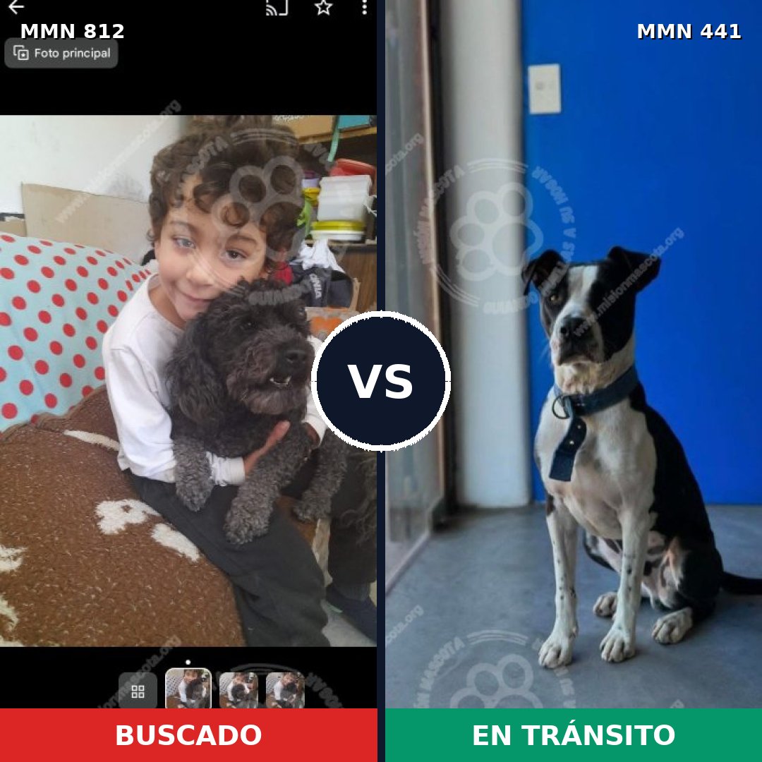Comparativa MMS 14016: mascota perdida y mascota encontrada, 24% de similitud