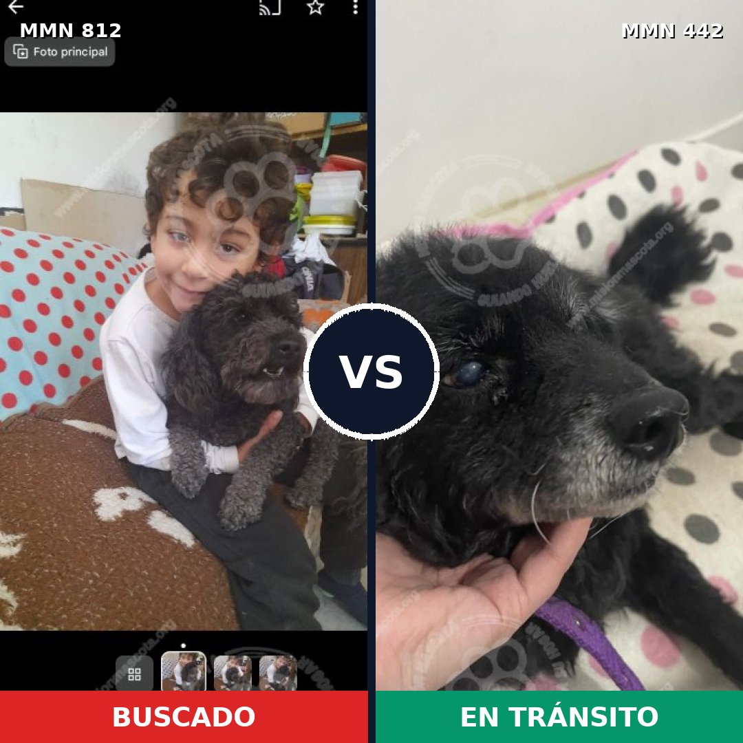 Comparativa MMS 14017: mascota perdida y mascota encontrada, 31% de similitud