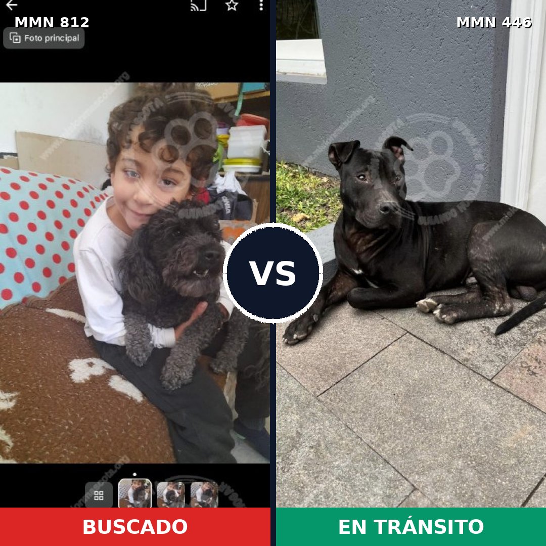 Comparativa MMS 14018: mascota perdida y mascota encontrada, 34% de similitud