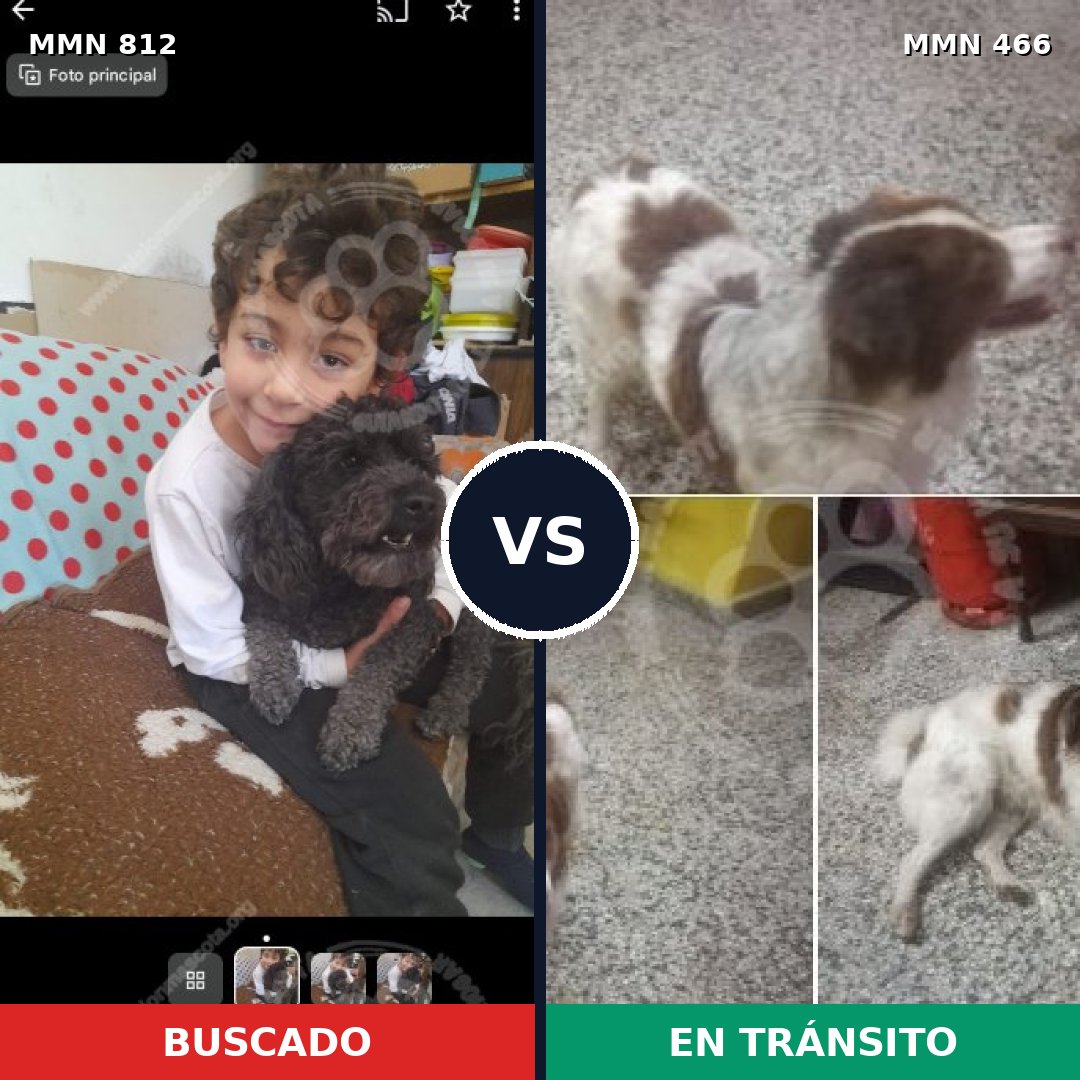 Comparativa MMS 14021: mascota perdida y mascota encontrada, 26% de similitud