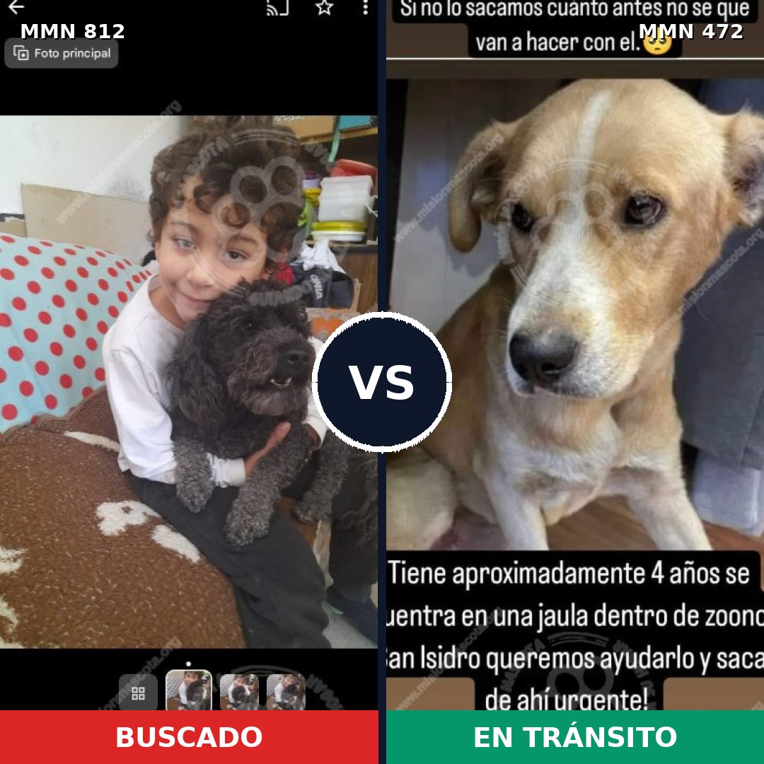 Comparativa MMS 14022: mascota perdida y mascota encontrada, 25% de similitud