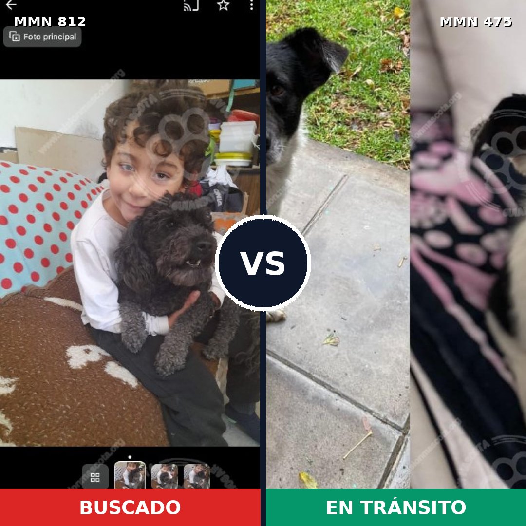 Comparativa MMS 14023: mascota perdida y mascota encontrada, 34% de similitud