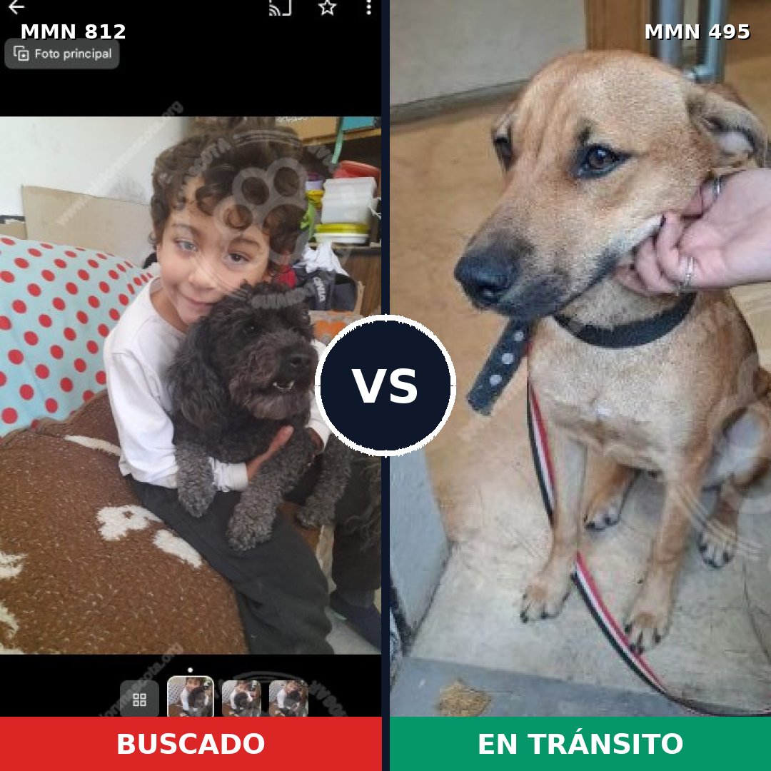 Comparativa MMS 14024: mascota perdida y mascota encontrada, 22% de similitud
