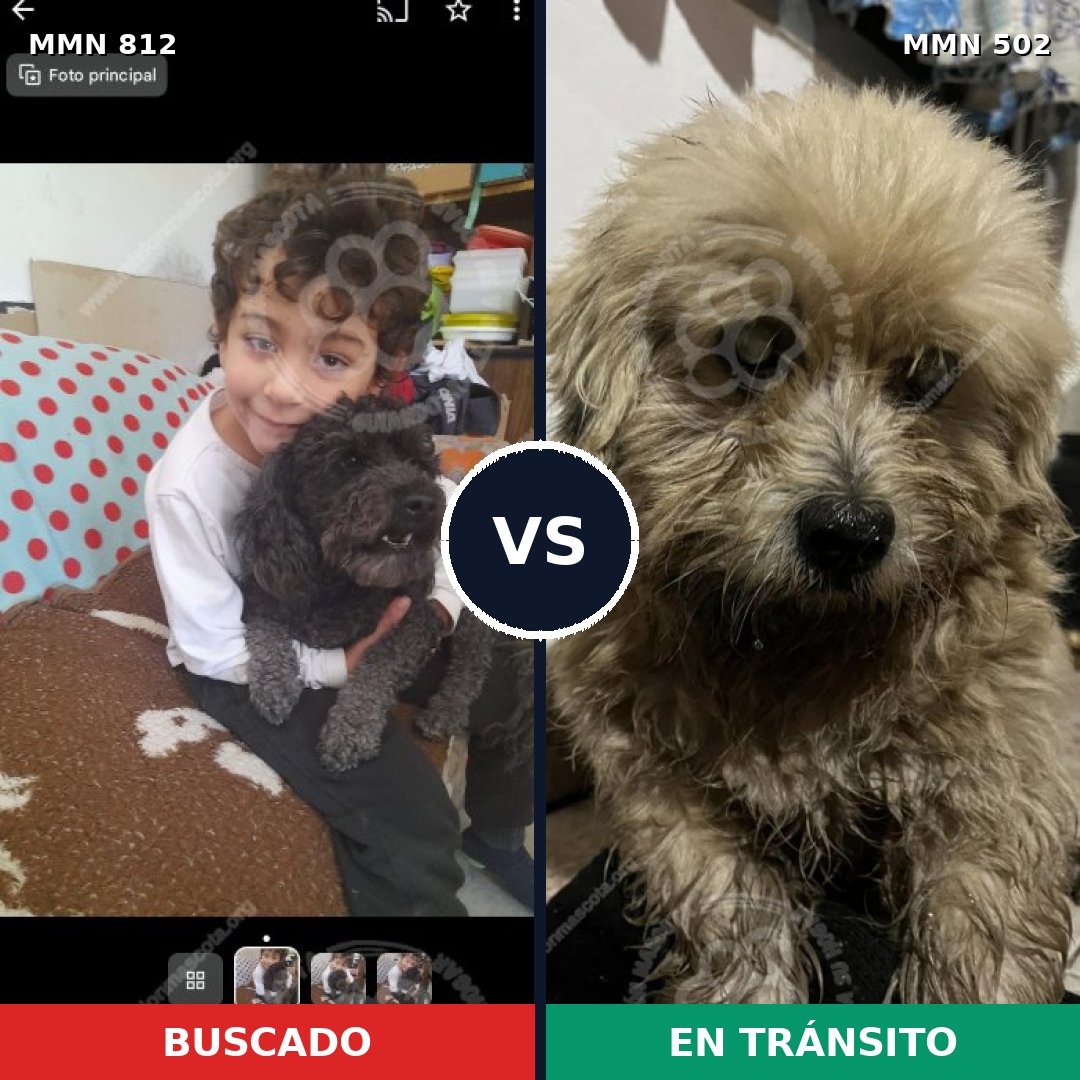 Comparativa MMS 14025: mascota perdida y mascota encontrada, 36% de similitud