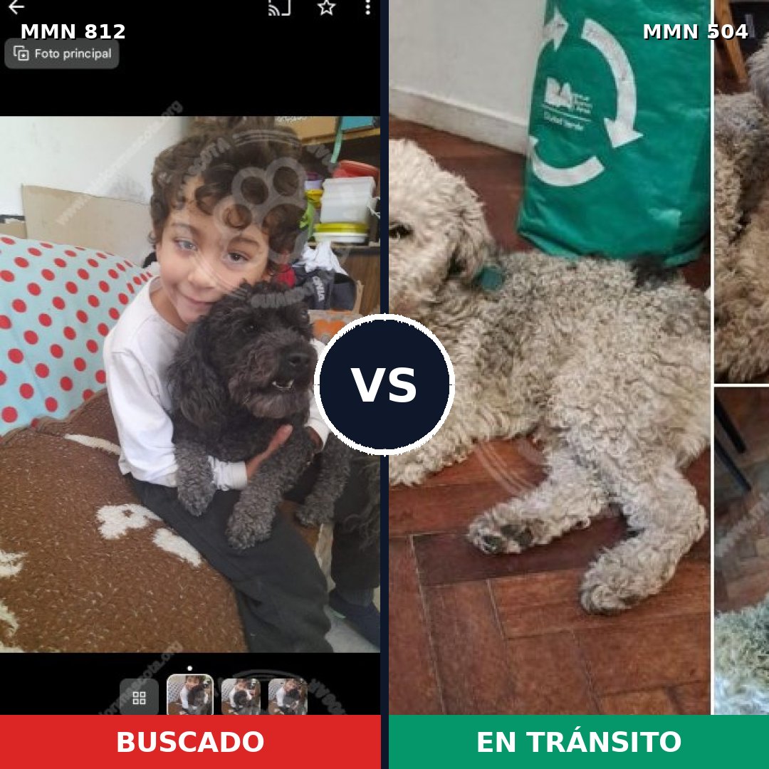 Comparativa MMS 14026: mascota perdida y mascota encontrada, 57% de similitud