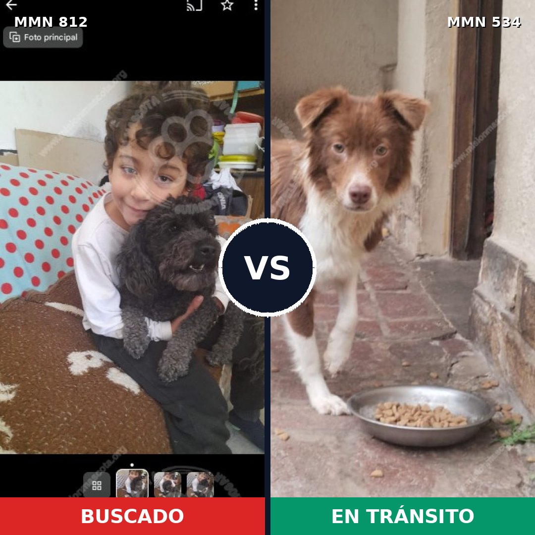 Comparativa MMS 14028: mascota perdida y mascota encontrada, 24% de similitud