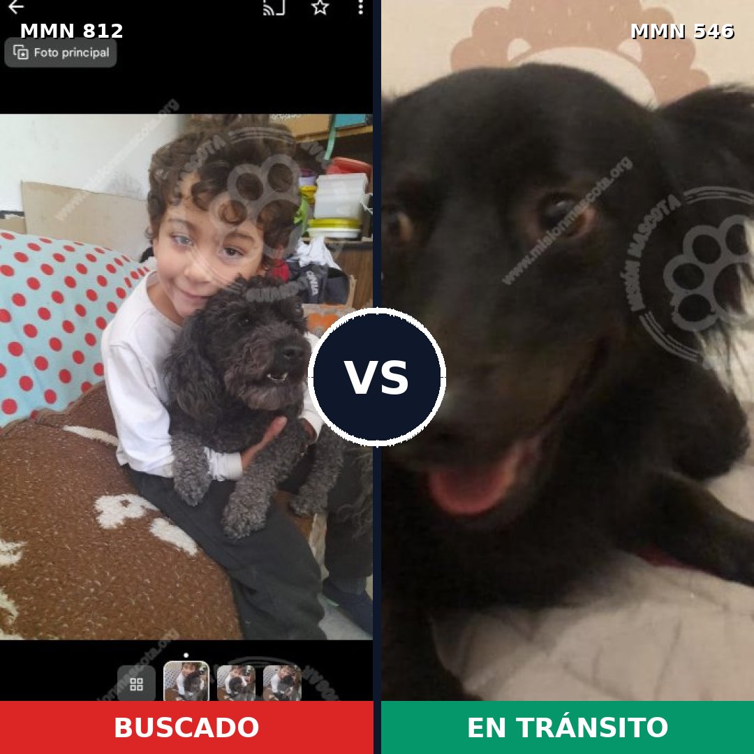 Comparativa MMS 14030: mascota perdida y mascota encontrada, 47% de similitud