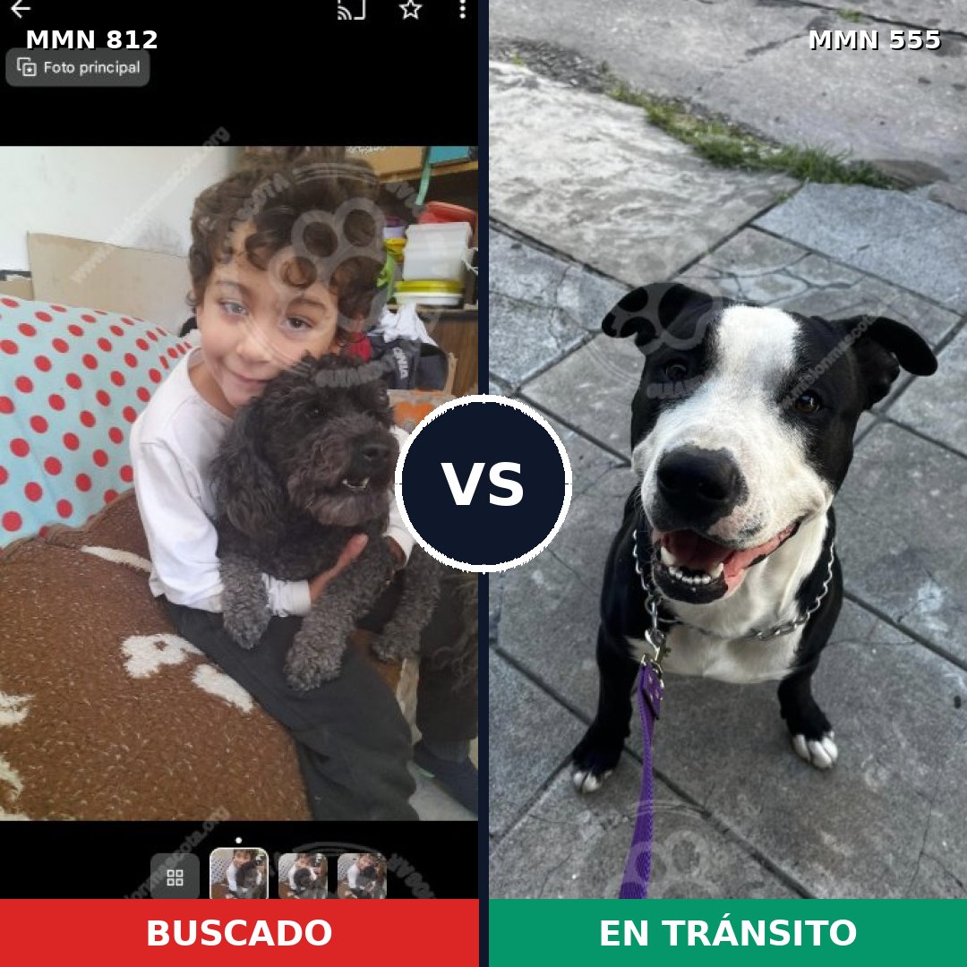Comparativa MMS 14031: mascota perdida y mascota encontrada, 33% de similitud
