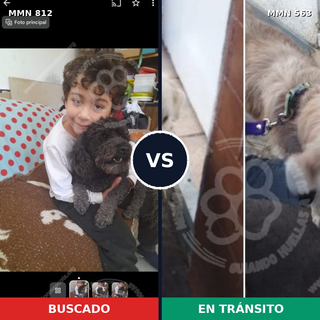 Comparativa MMS 14032: mascota perdida y mascota encontrada, 35% de similitud