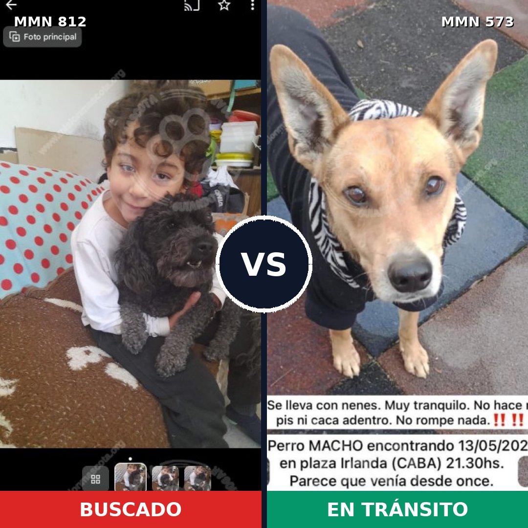 Comparativa MMS 14033: mascota perdida y mascota encontrada, 33% de similitud