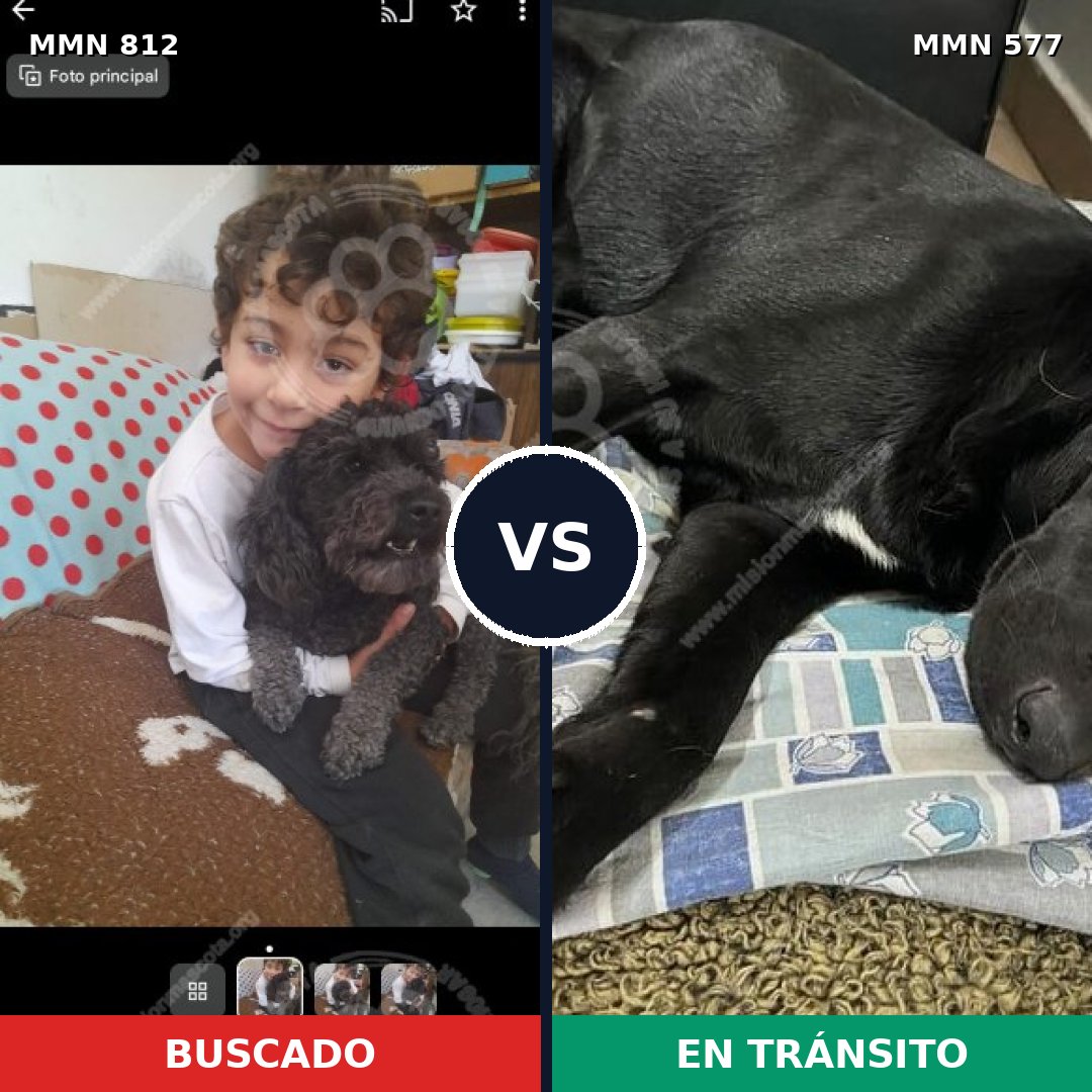 Comparativa MMS 14034: mascota perdida y mascota encontrada, 31% de similitud