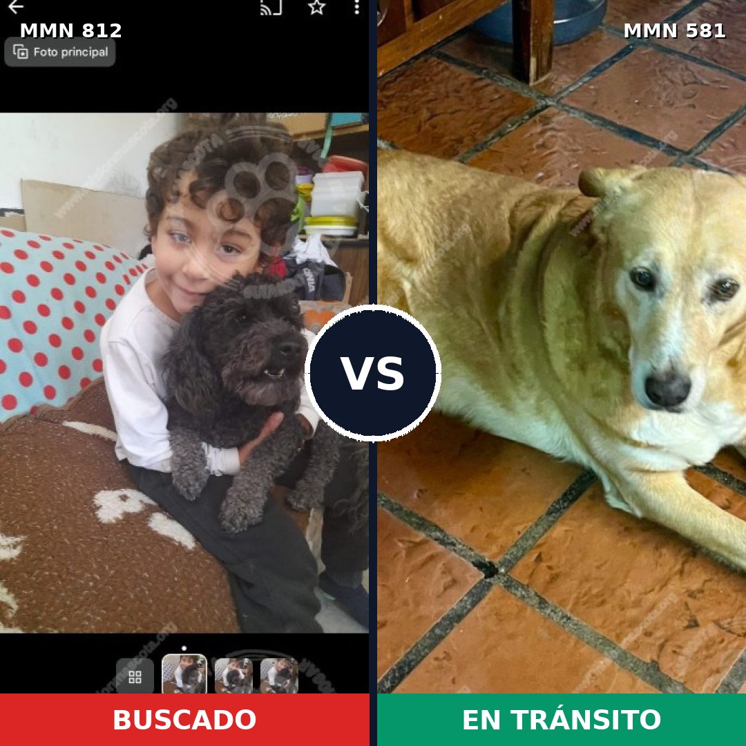 Comparativa MMS 14035: mascota perdida y mascota encontrada, 15% de similitud