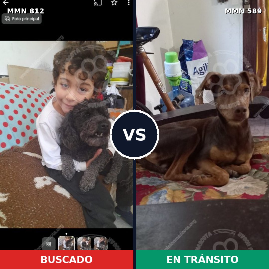 Comparativa MMS 14036: mascota perdida y mascota encontrada, 43% de similitud