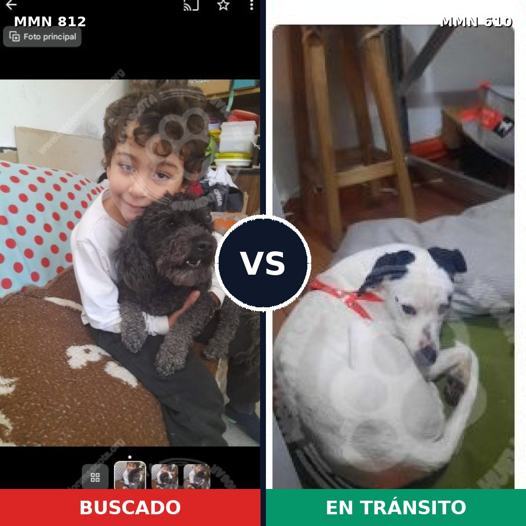 Comparativa MMS 14037: mascota perdida y mascota encontrada, 28% de similitud