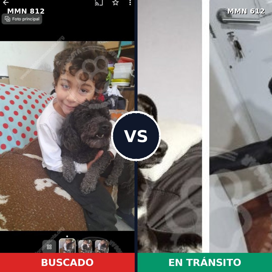 Comparativa MMS 14038: mascota perdida y mascota encontrada, 31% de similitud
