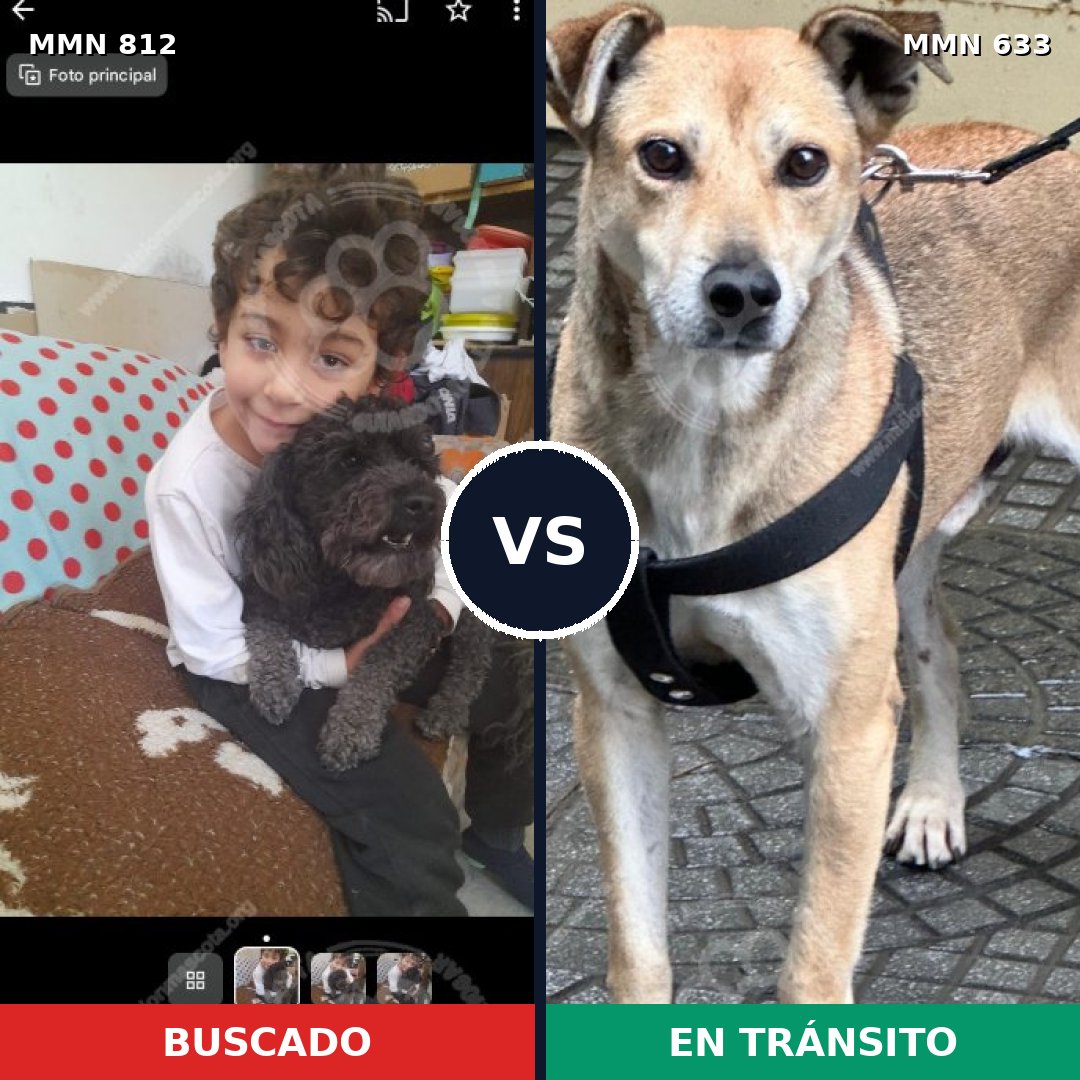 Comparativa MMS 14039: mascota perdida y mascota encontrada, 26% de similitud