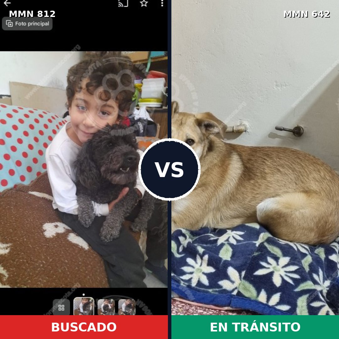 Comparativa MMS 14040: mascota perdida y mascota encontrada, 13% de similitud