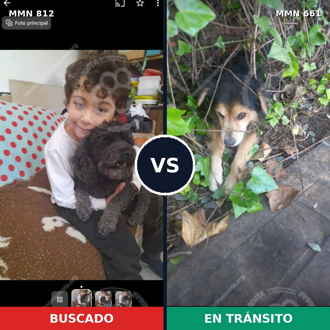 Comparativa MMS 14042: mascota perdida y mascota encontrada, 33% de similitud